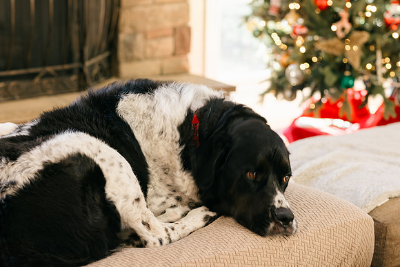 DHR50037